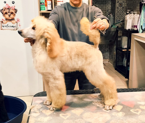 cuccioli barboni giganti Roma